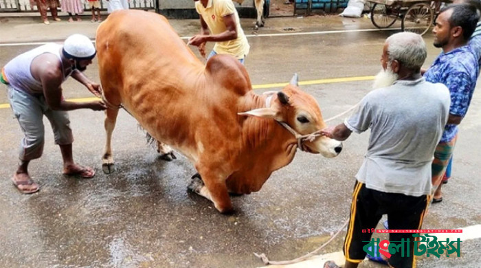 1.04 crore cattle sacrificed in country